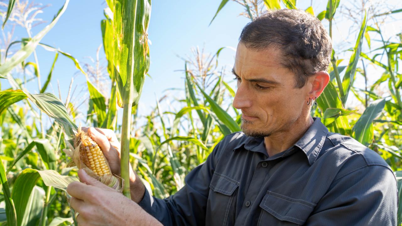 Man with short dark hair stands in a field of maize and examines an ear of corn. 