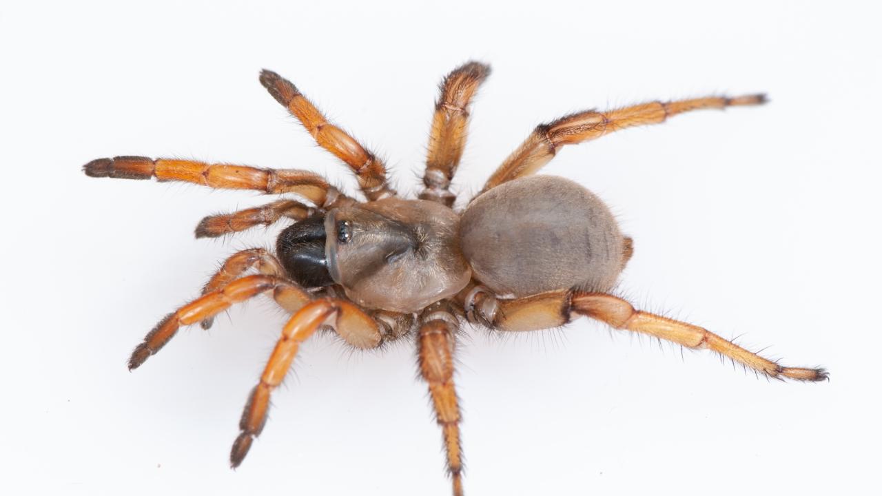 Dorsal view of brown spider with light brown legs on white background. This trapdoor spider, named after Stephen Colbert, has an outsized genome. (Jason Bond/UC Davis))