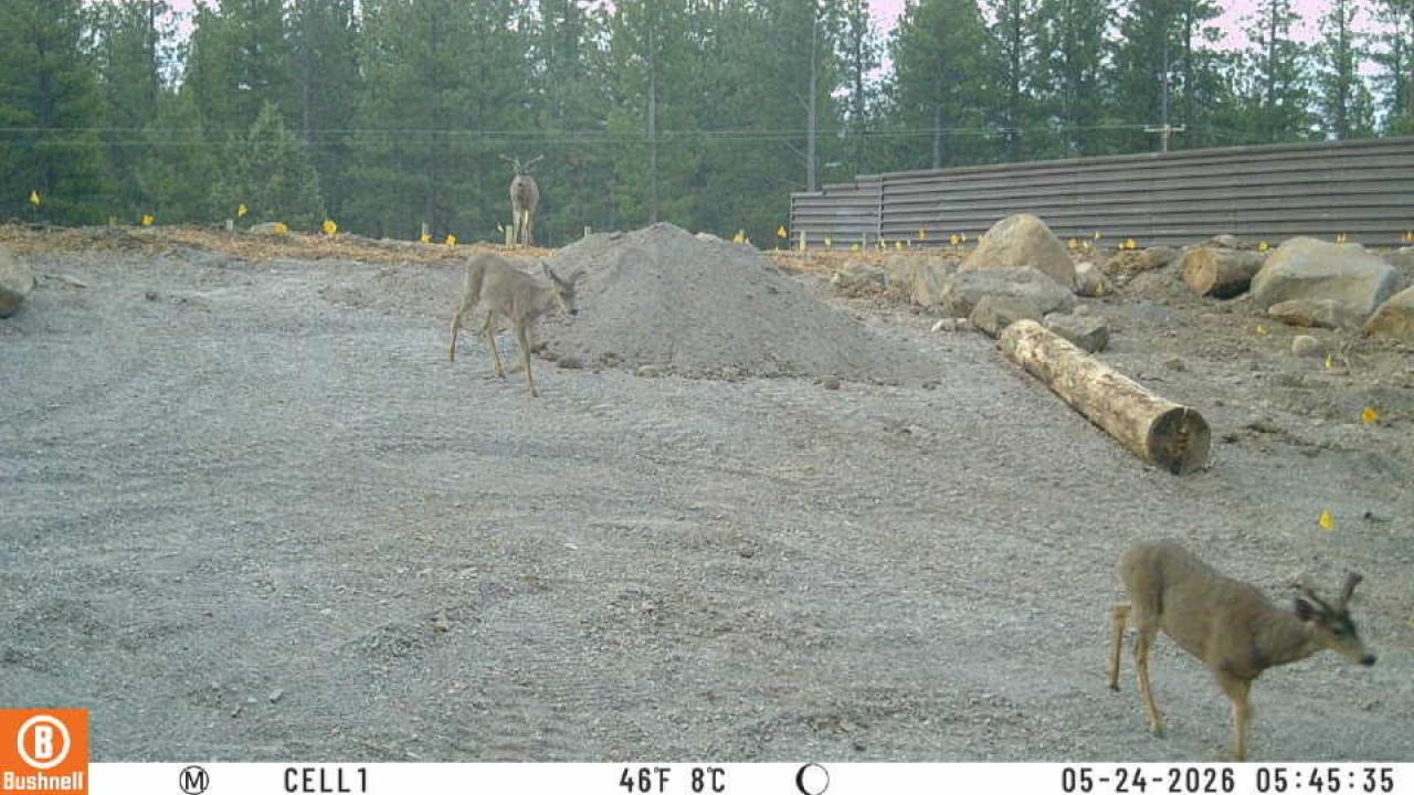 Deer walk along an overpass wildlife crossing in photo from wildlife camera
