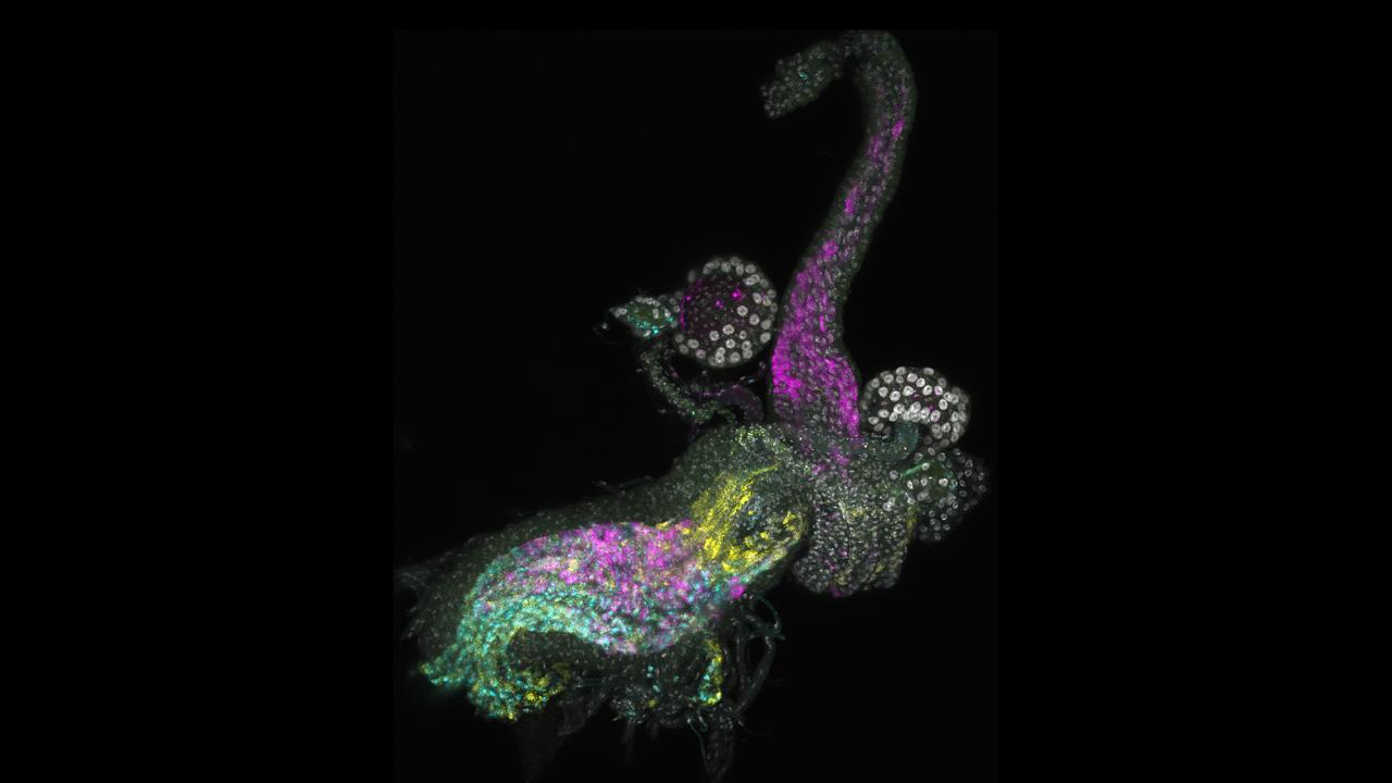 Semitransparent, brightly colored tissues against a black background.