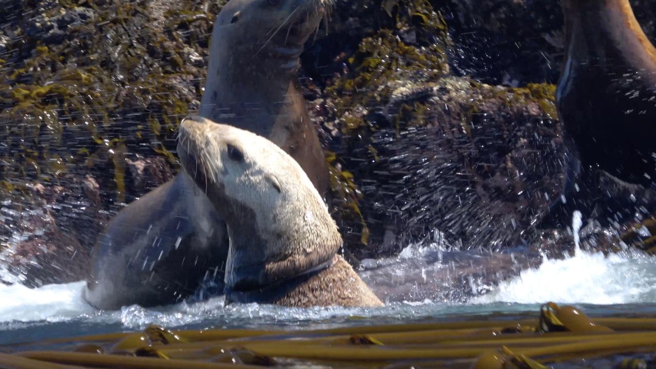 Sea lion with head above water in ocean