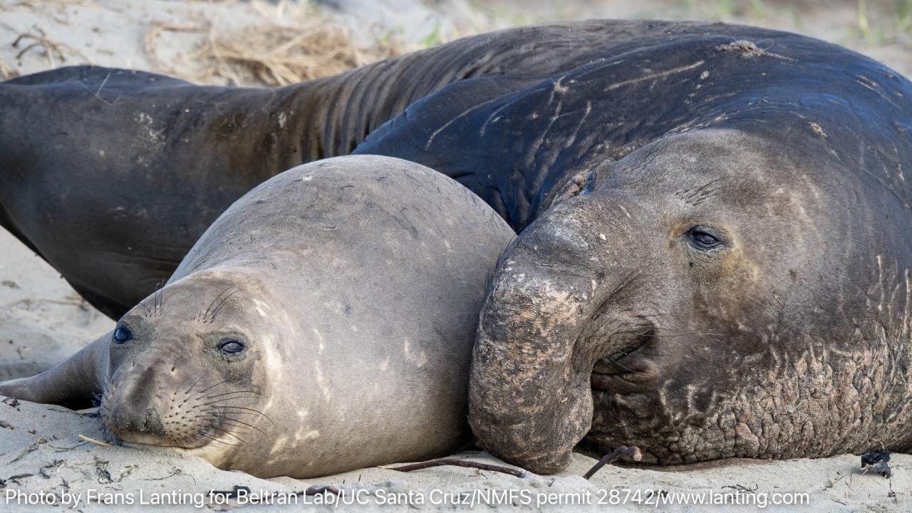 Two seals resting closely together on a sandy beach.