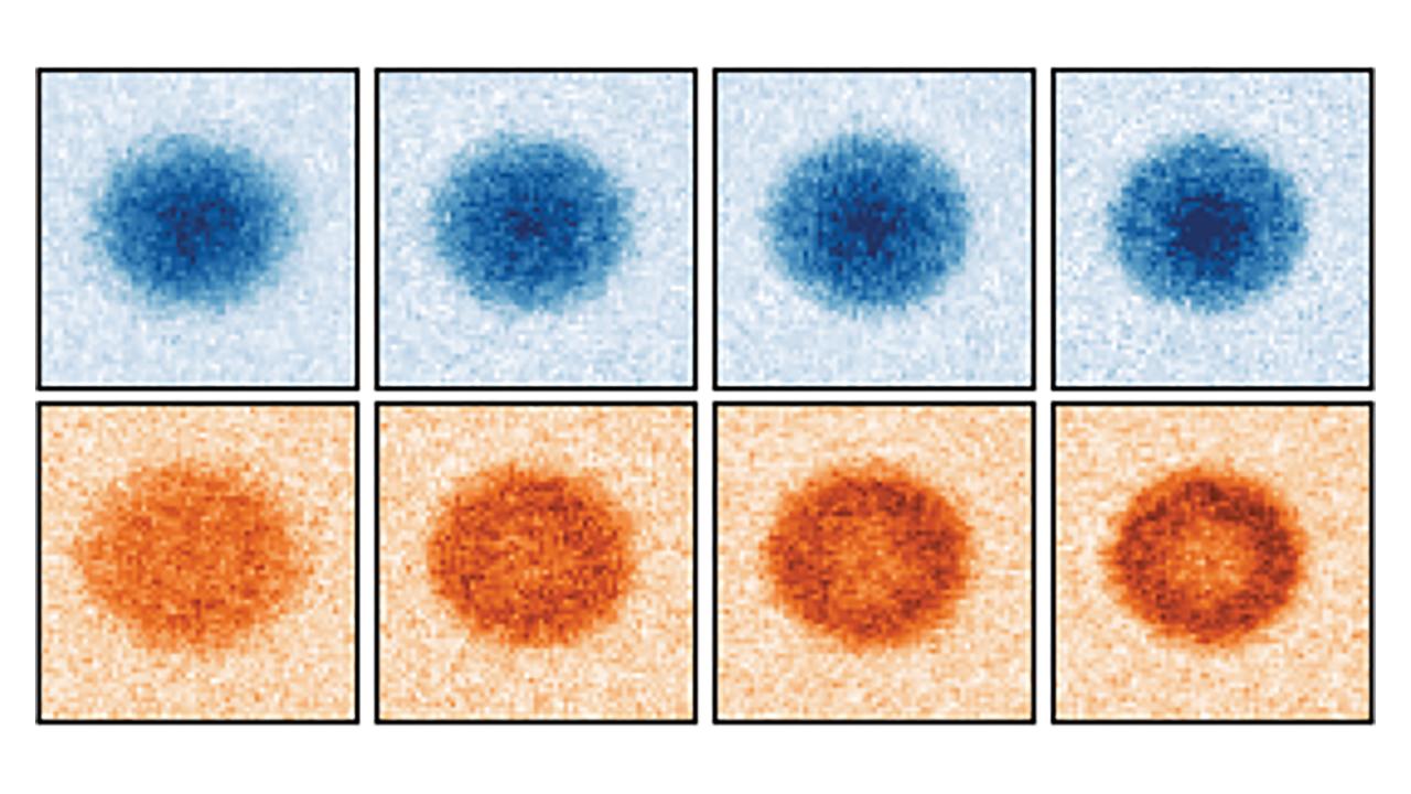 Two rows of four squares each containing a fuzzy blob. The top row is colored blue and the bottom row is colored orange. 