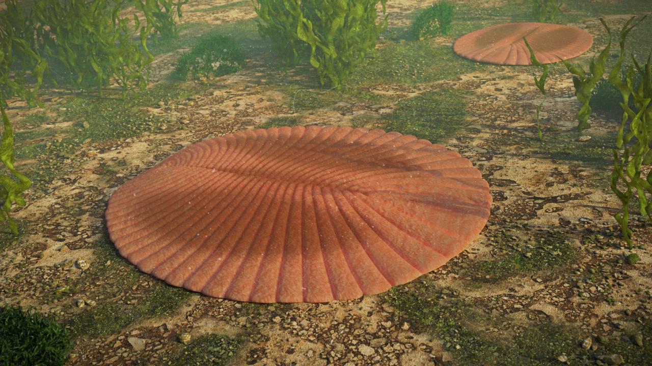 Illustration of a flat, oval, ribbed, orange/brown object on a sea floor with sand and weeds. 