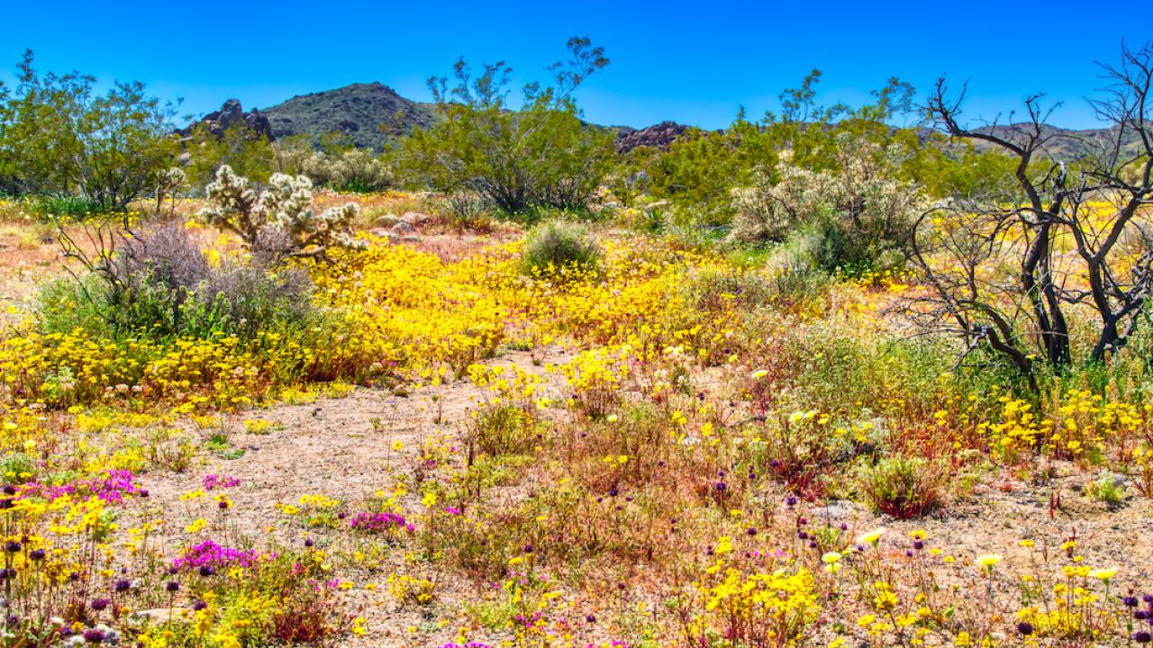 Super bloom in Joshua Tree National Park 