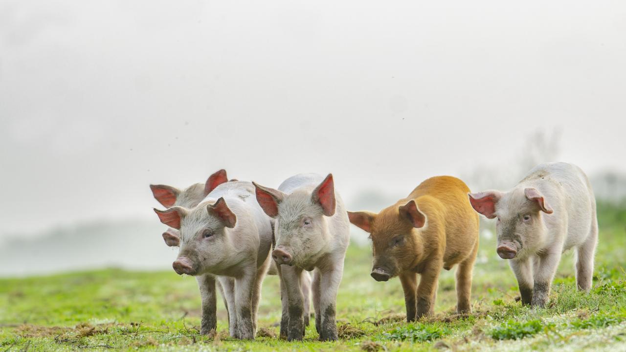 four pigs in a field of grass