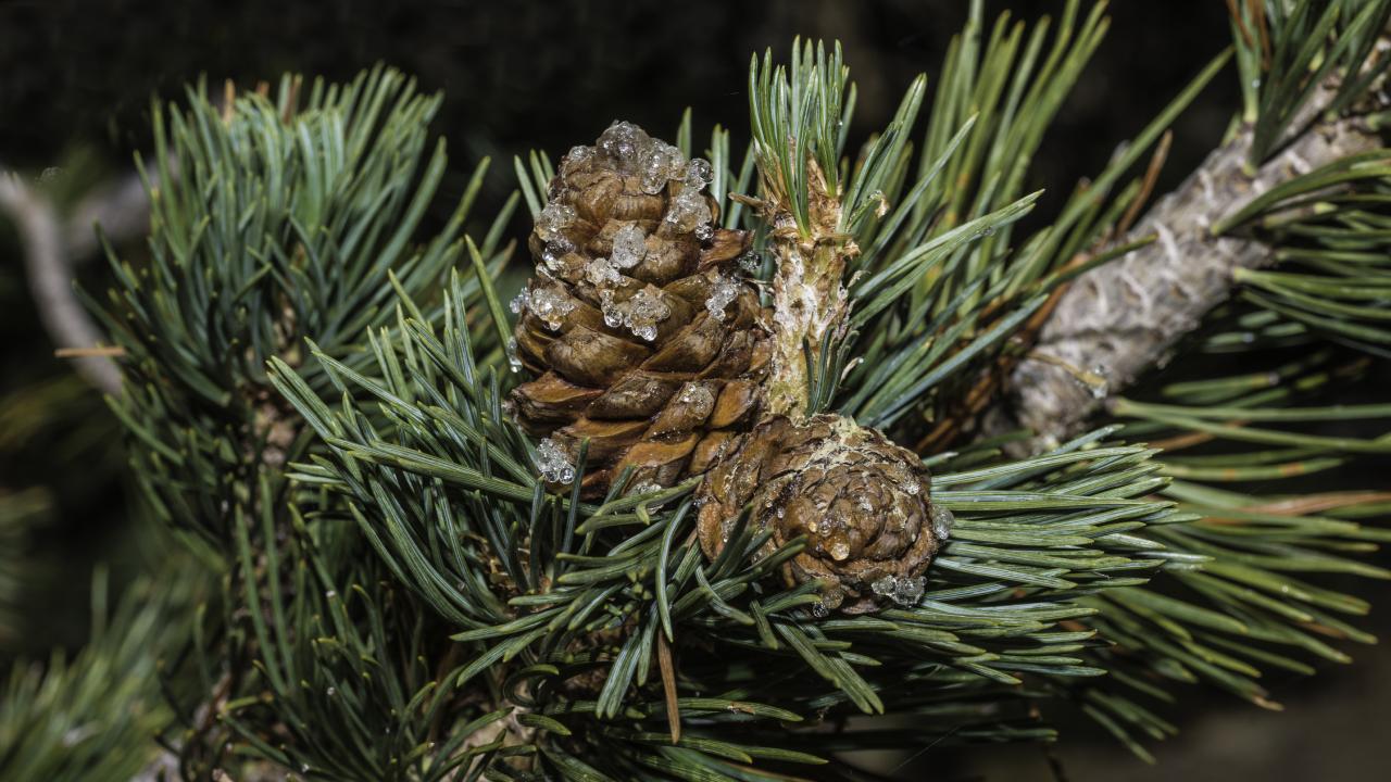 close of cone and needles on whitebark pine tree