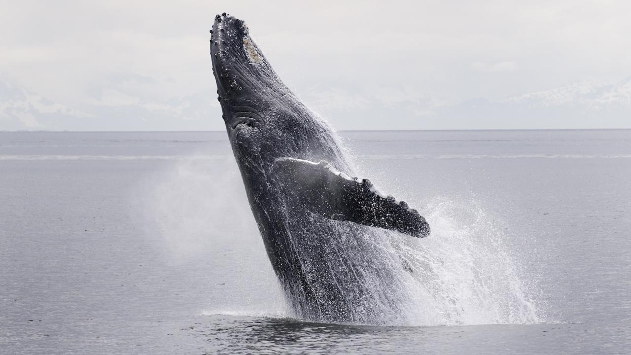 Humpback whale breaches in waters off Alaska. (Getty)