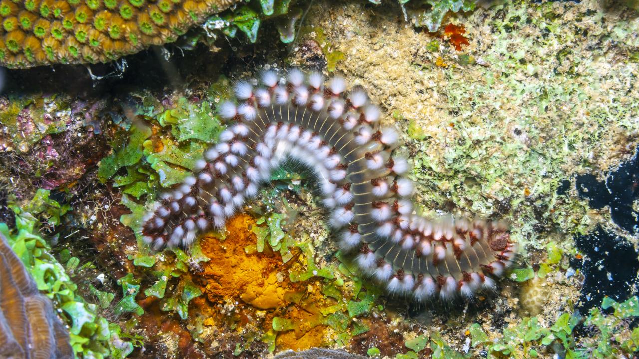 Colorful, bristled worm-like animal among brightly colored coral. 