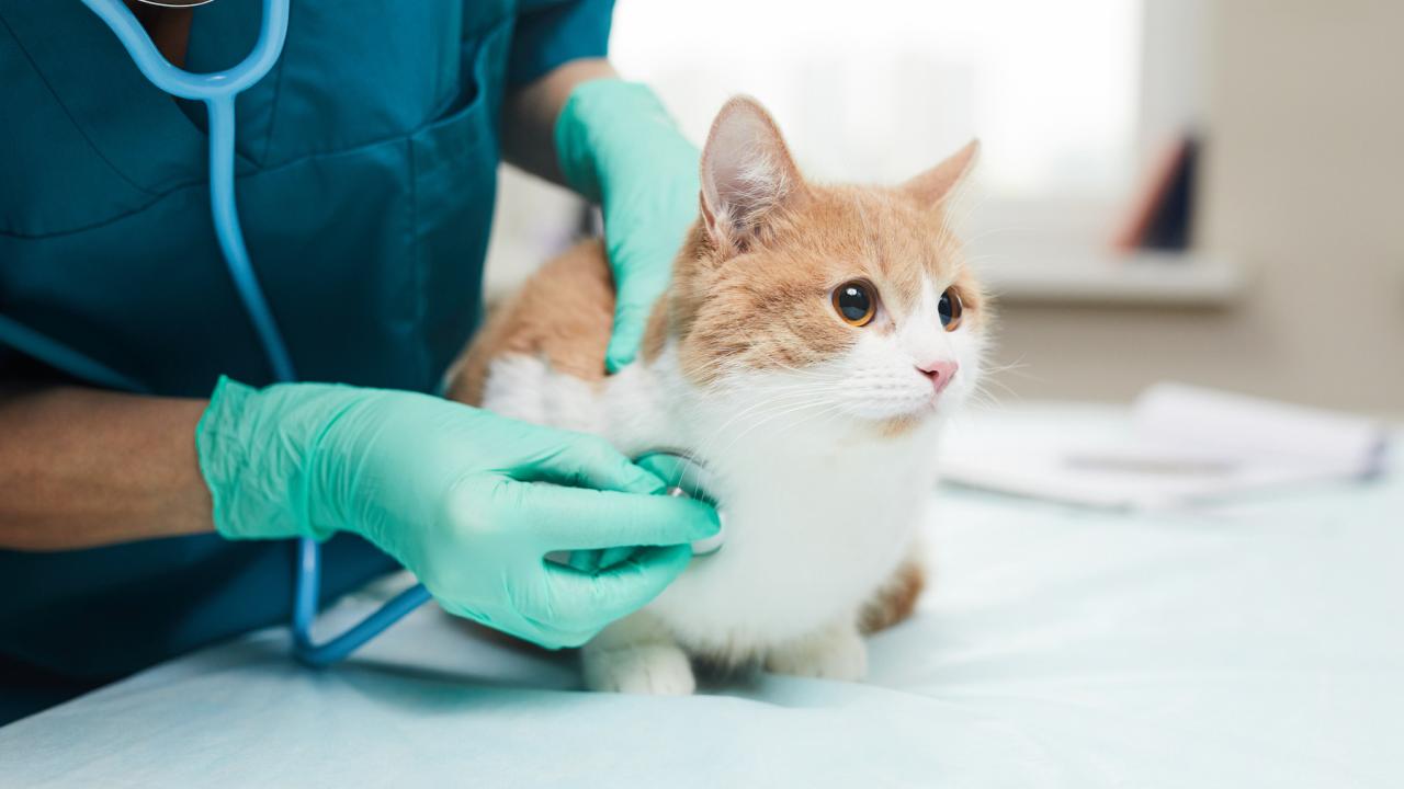 A veterinarian is using a stethoscope to examine a brown and white cat. The cat's eyes are slightly dilated. Researchers have found cats show fewer signs of stress when appointments are virtual rather than in a veterinary office. 