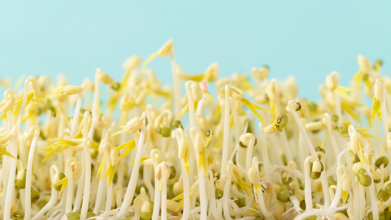 A mass of mung bean sprouts growing vertically with a light blue background.