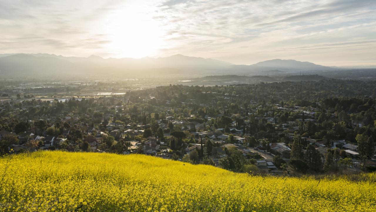 yellow wildflowers in foreground overlooking homes in Los Angeles at sunrise