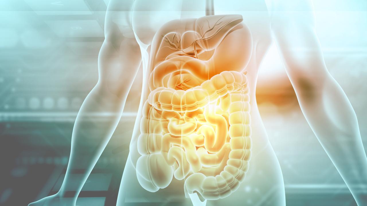 Stock art image of the human digestive system inside a translucent torso 