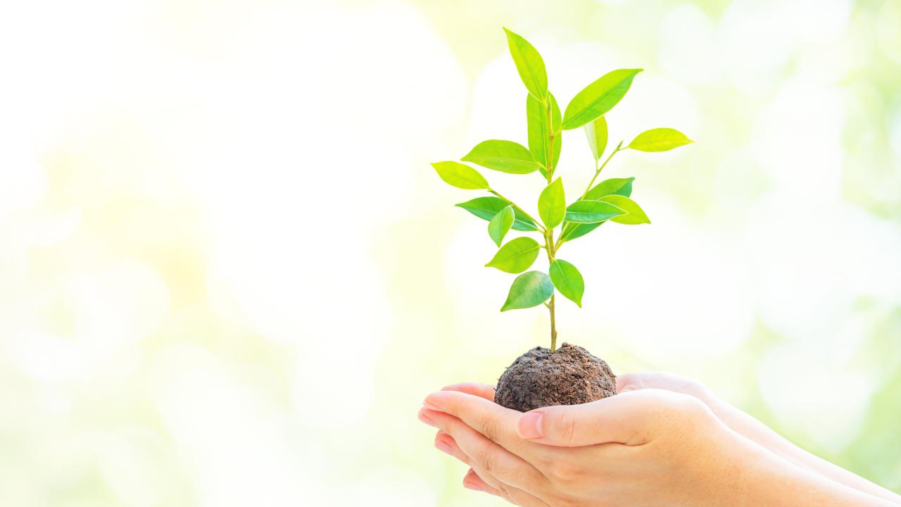 Green young plant being held in hand.