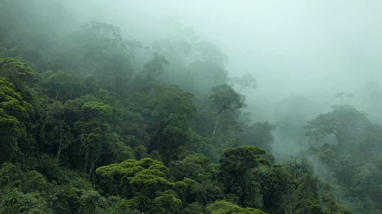 A view of deep green trees through mist and rain.