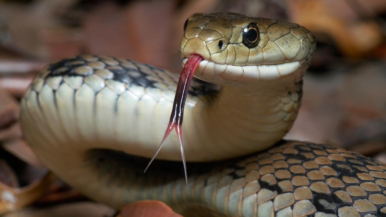 Eastern brown snake