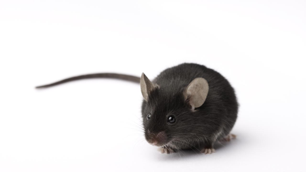 A black mouse against a white background