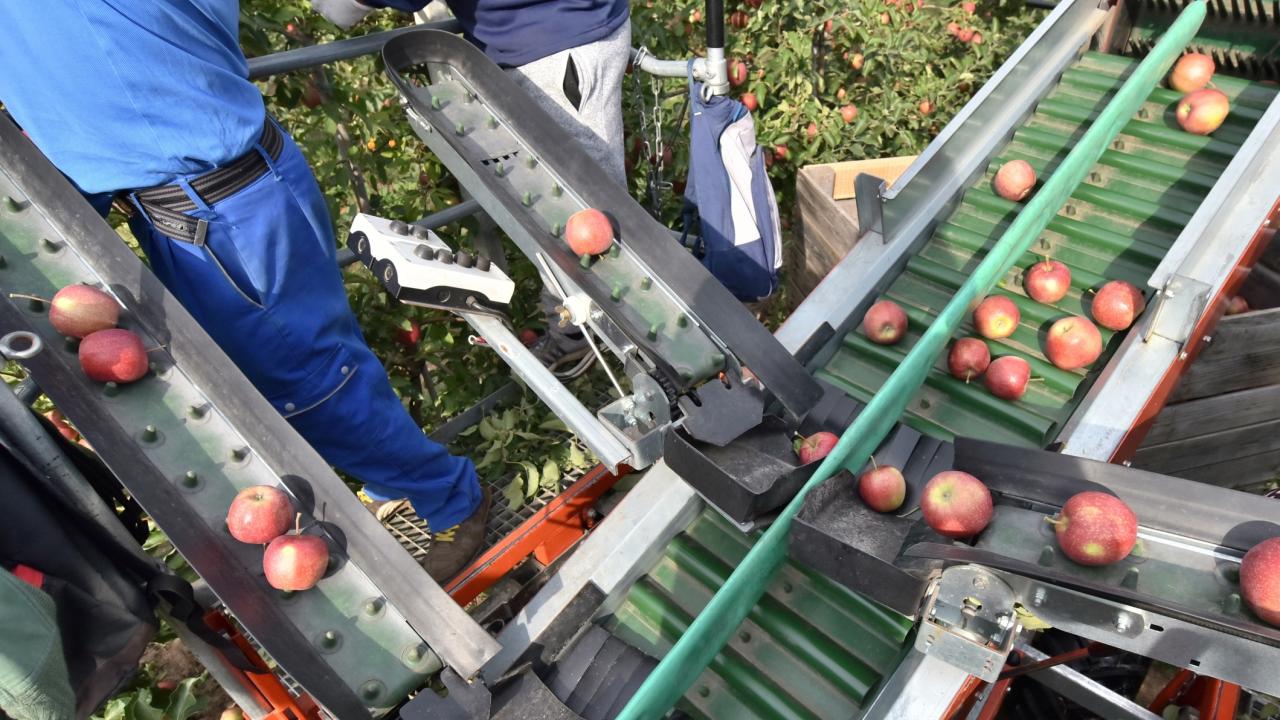 Aerial view of apple-sorting conveyors in orchard with red apples and workers' legs. (Getty Image)
