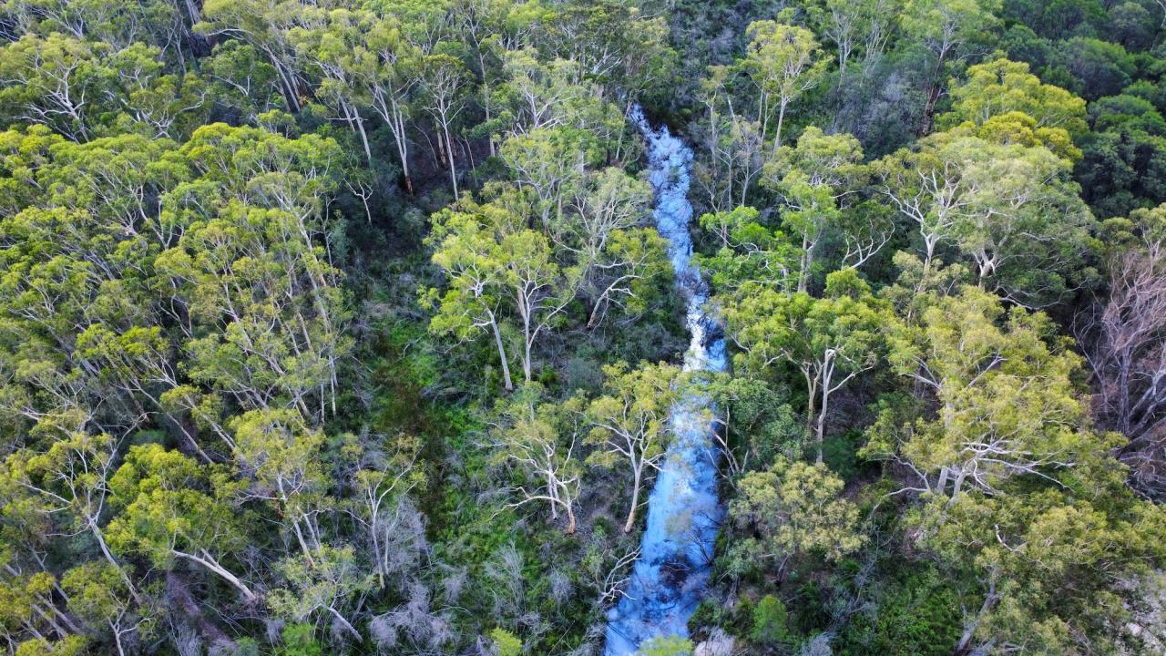 Aerial view of a narrow blue stream winding through dense green forest