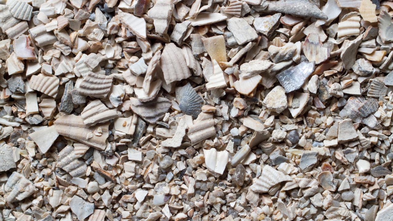 Close-up of crushed white and beige seashell fragments