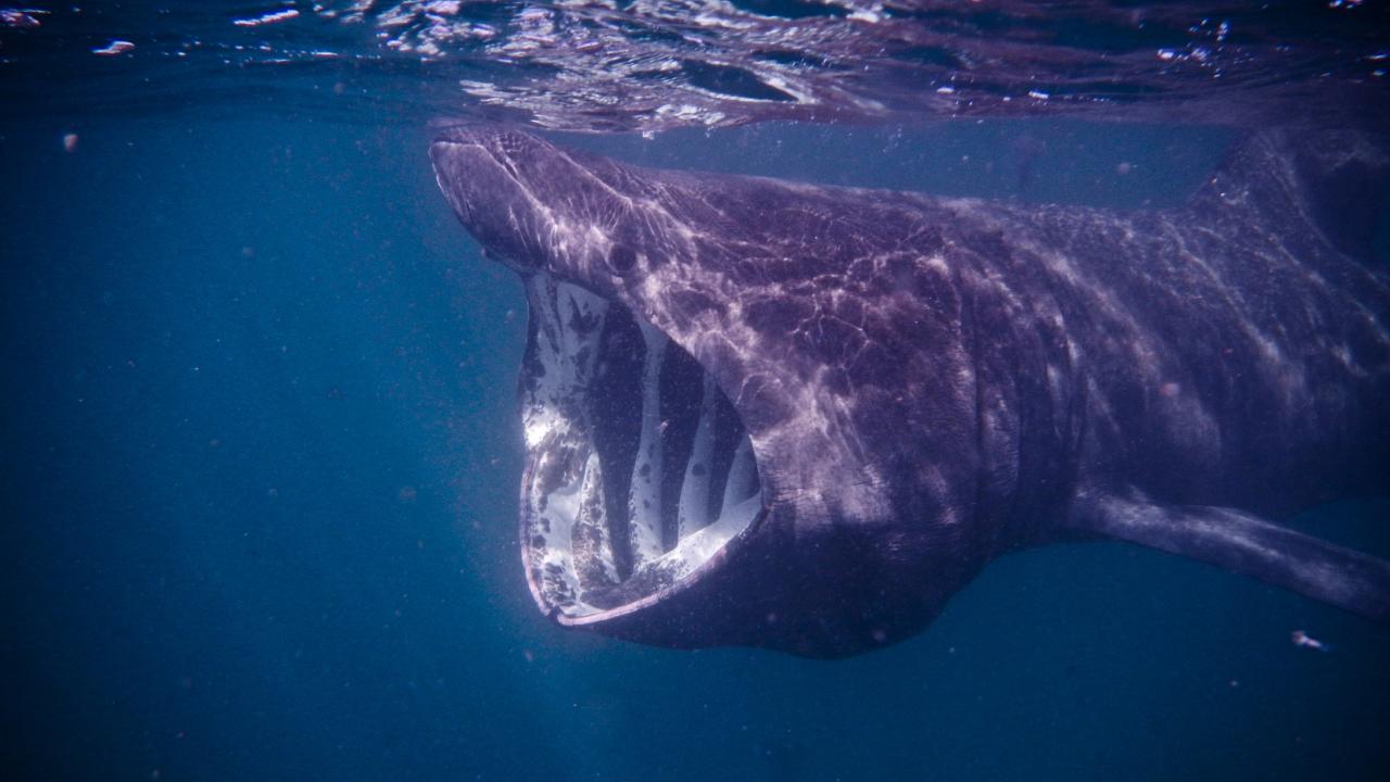 Side view of a basking shark swimming with its massive mouth open