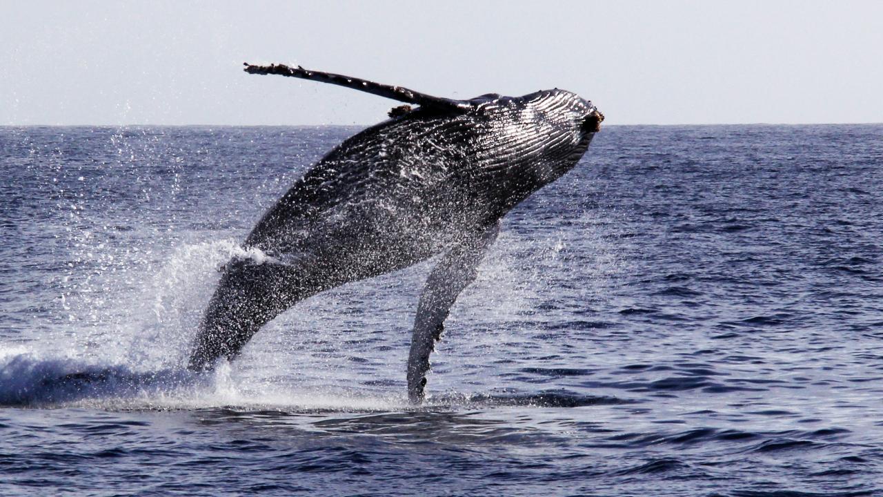 humpback whale breaching