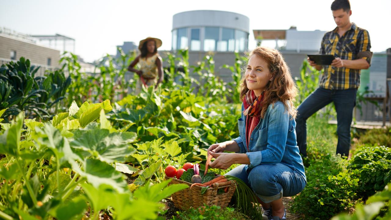 People tending a garden with city in background