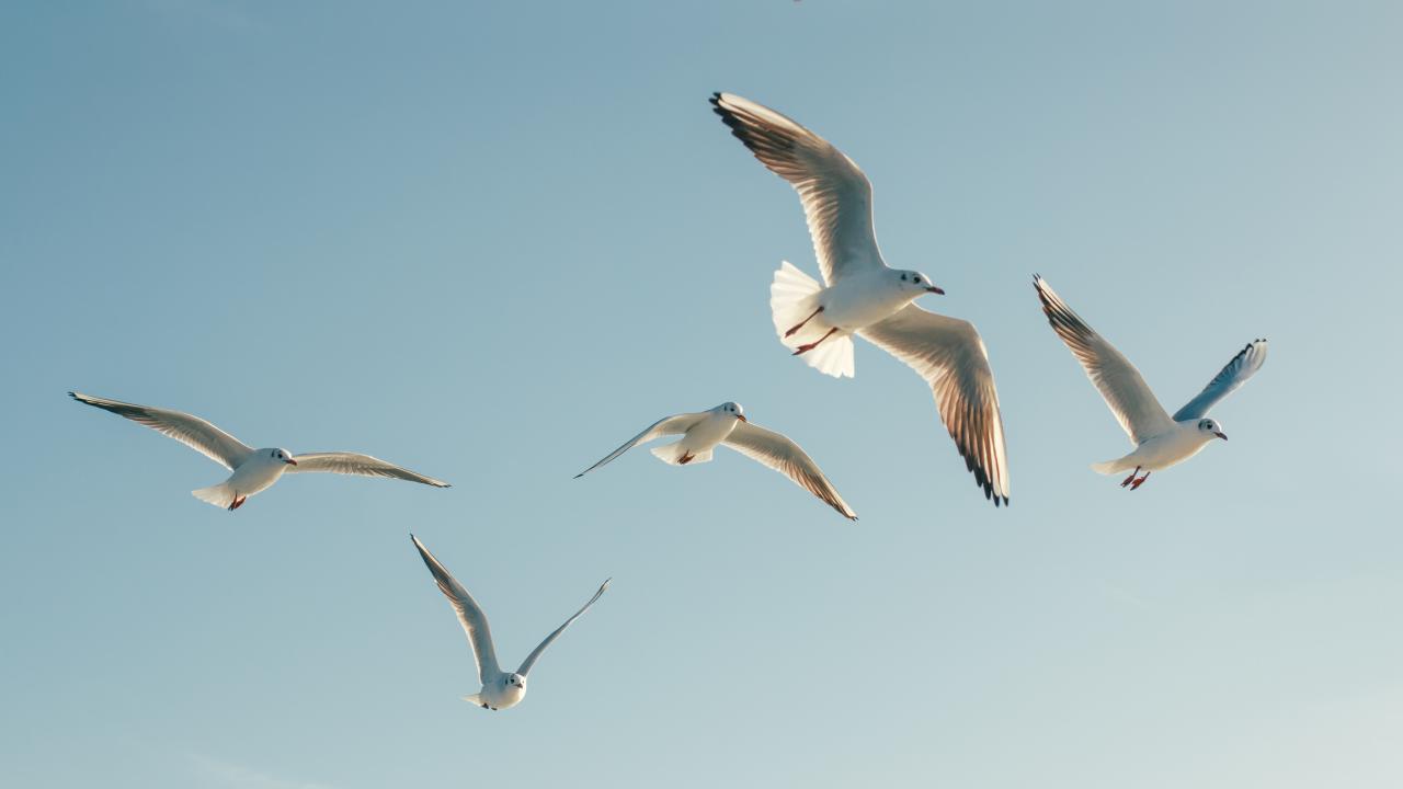 Stock image of gulls in flight against a light blue sky