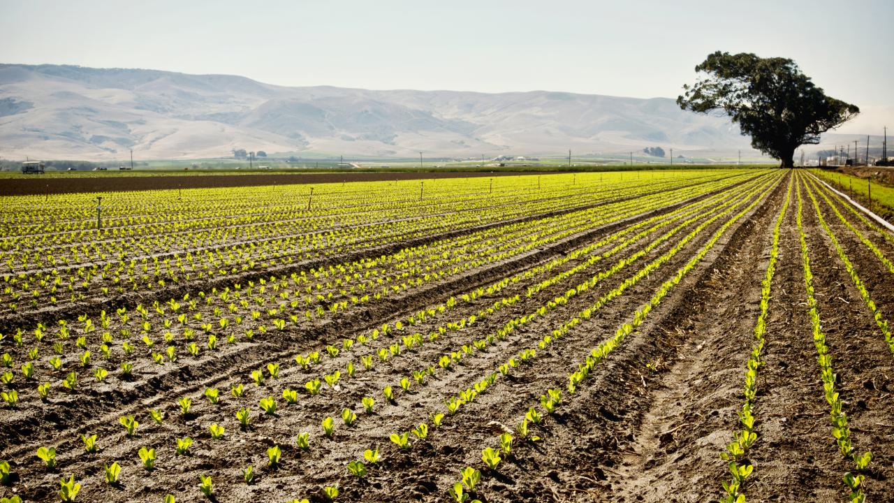 Crop rows in the central valley of California, hills in the background