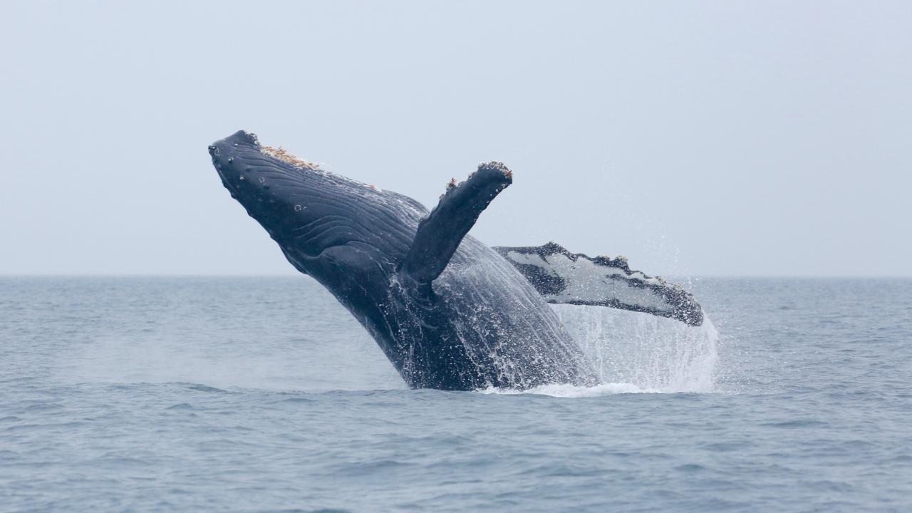 Head and front flippers of a whale out of the water