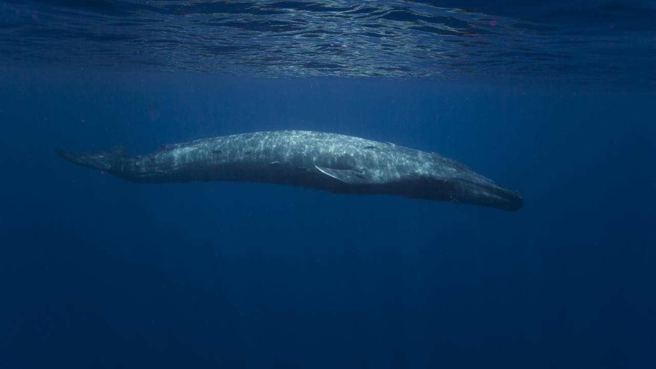 Whale seen from the side in blue ocean. 