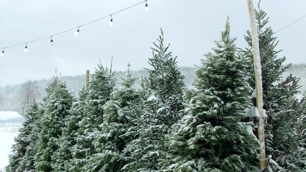 Christmas tree lot in the snow with string of fairy lights overhead