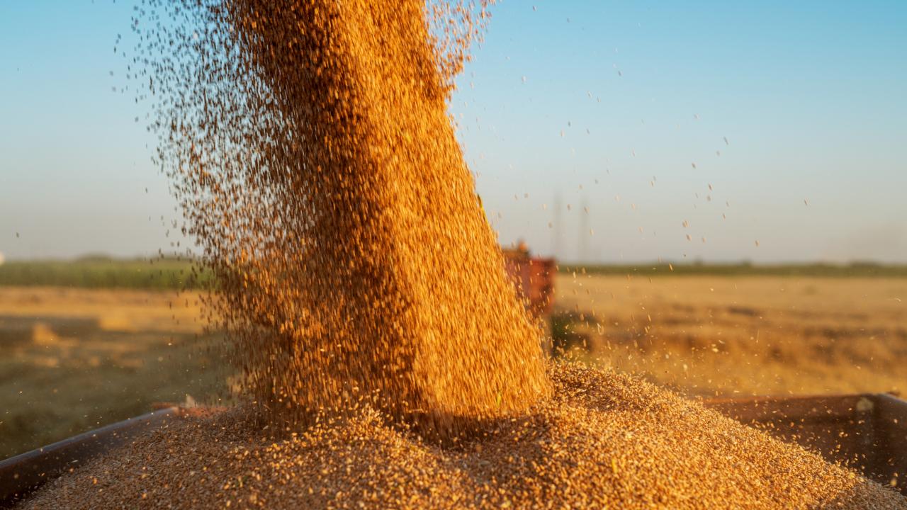 Golden grain being harvested and processed with blue sky in background..