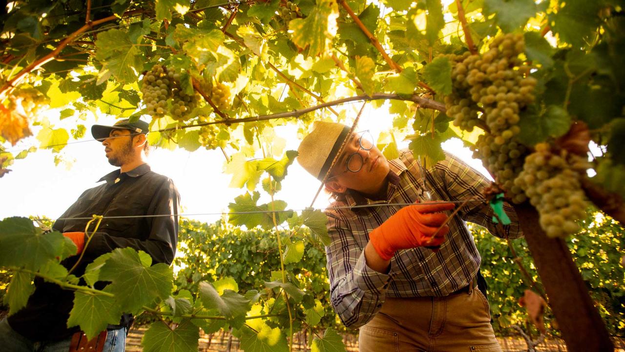 Two people harvesting grapes beneath sunlit vines