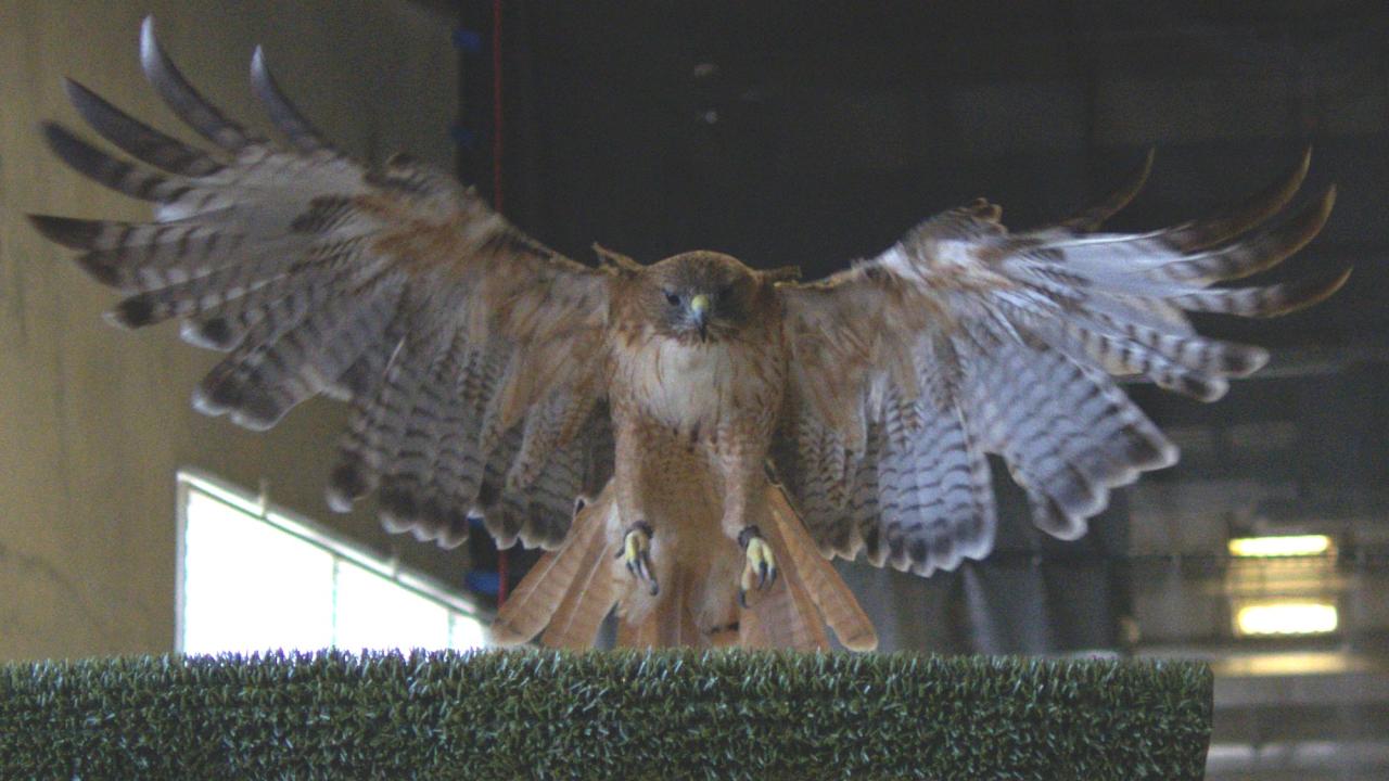 Red-tailed hawk landing on a green perch, wings fully spread inside an aviary