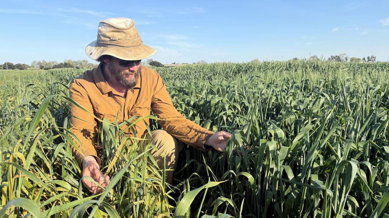 A person in a wide-brimmed hat examines green wheat plants in a field on a sunny day.