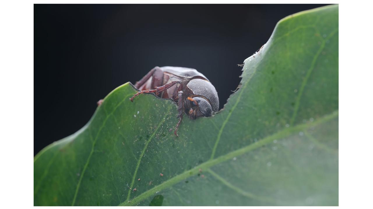 A beetle eats a green leaf from the edge. 