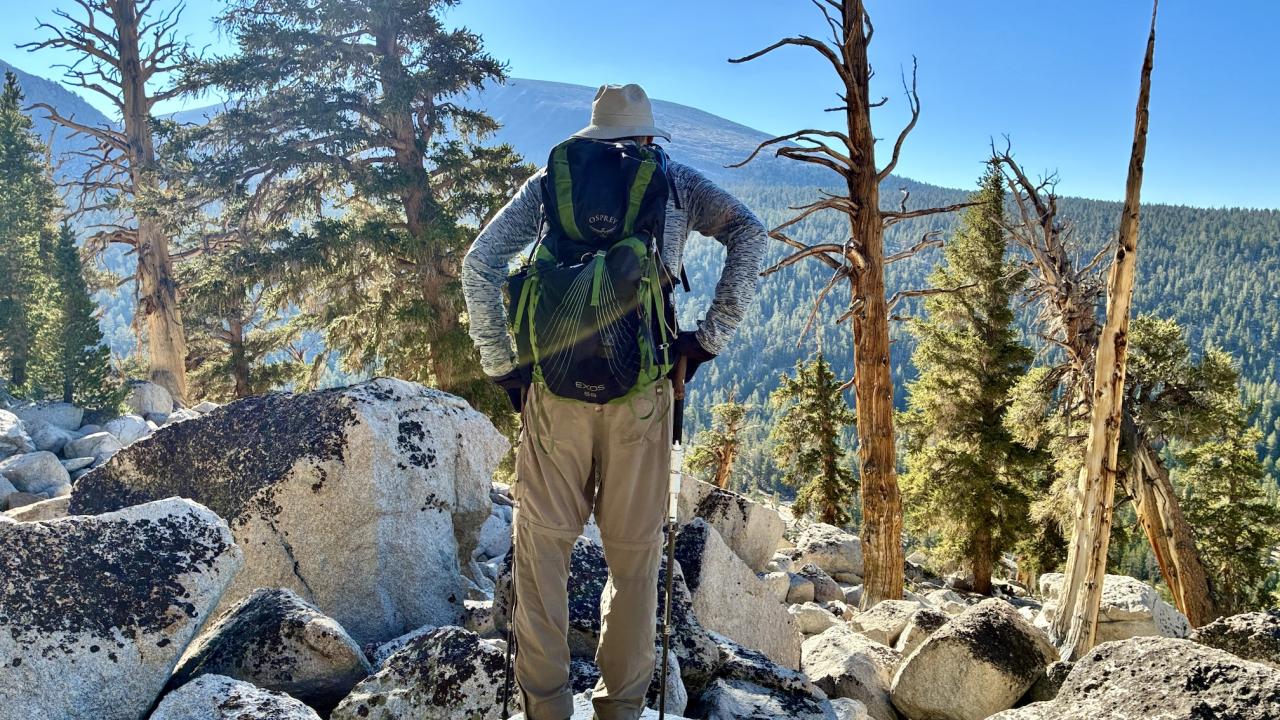 Hugh Safford stands with back to camera, hands on hips, overlooking mountains and forests searching for Jeffrey pine
