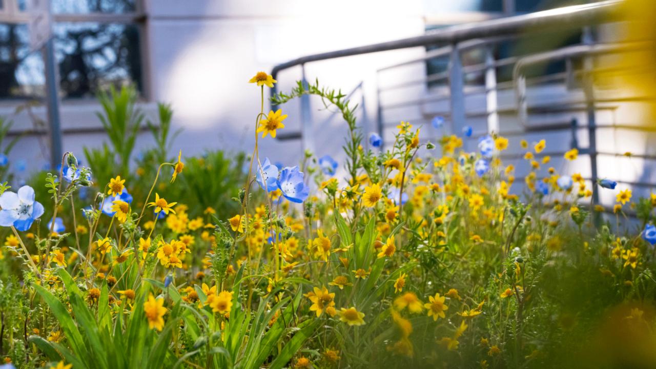 Native plants with yellow flowers outside Hunt Hall