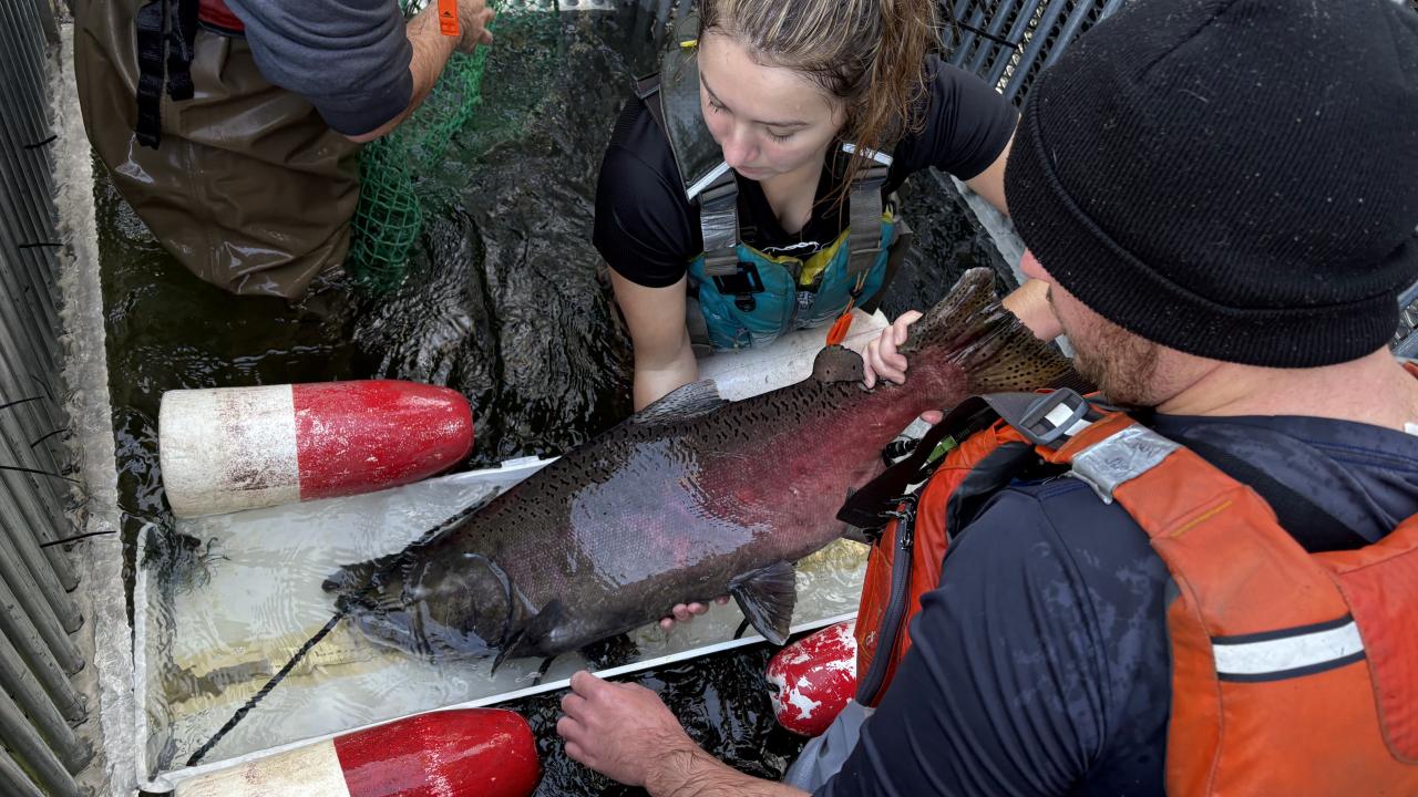 Emily Bennett and Peter Aronson of UC Davis measure a chinook salmon as it lays on a tray at Putah Creek in Yolo County
