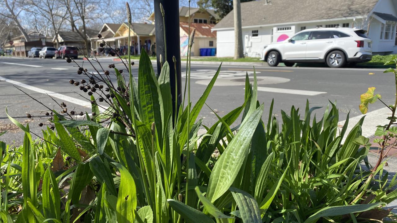 Ribwort plantain can be dormant for up to 177 years