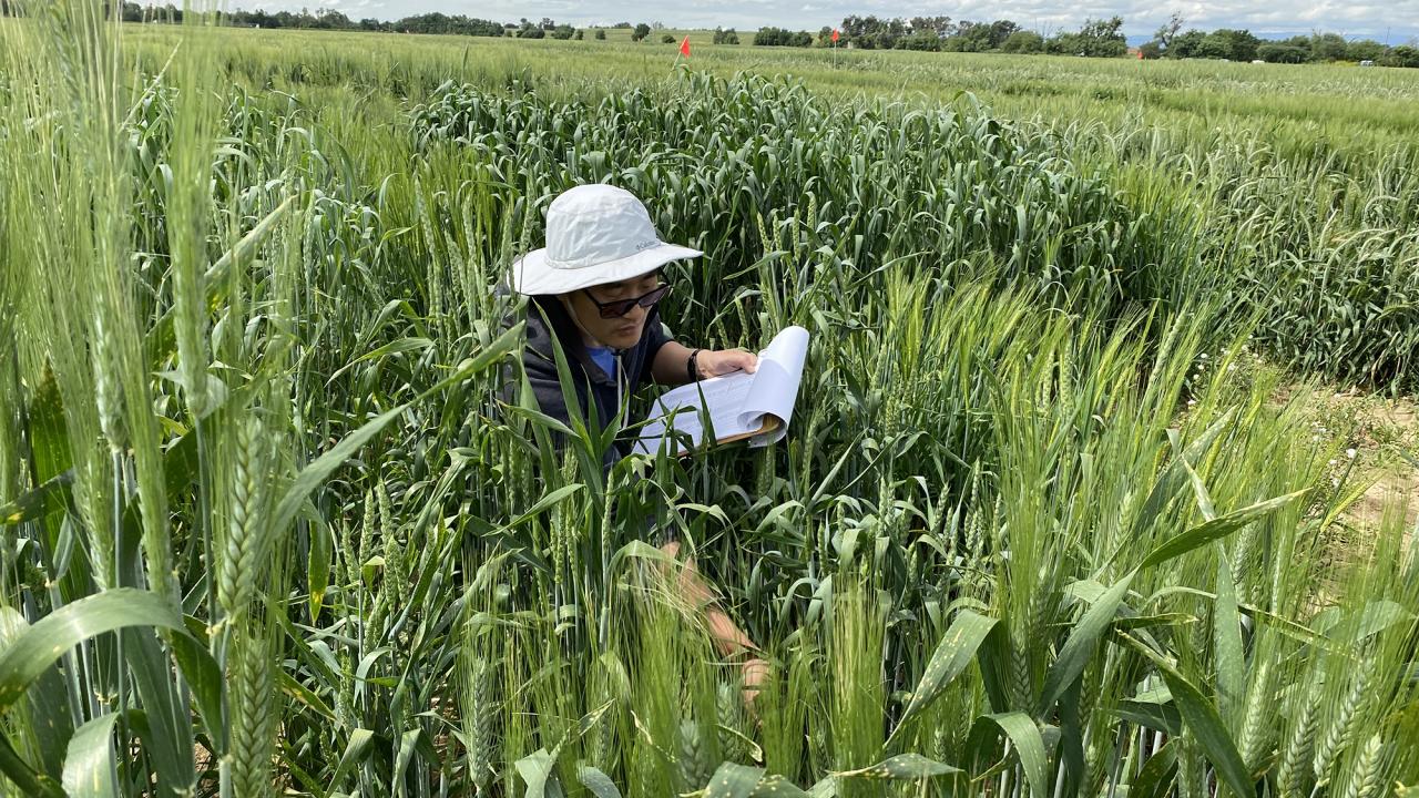 Man in white hat and blue shirt crouches among green wheat plants in a field. 