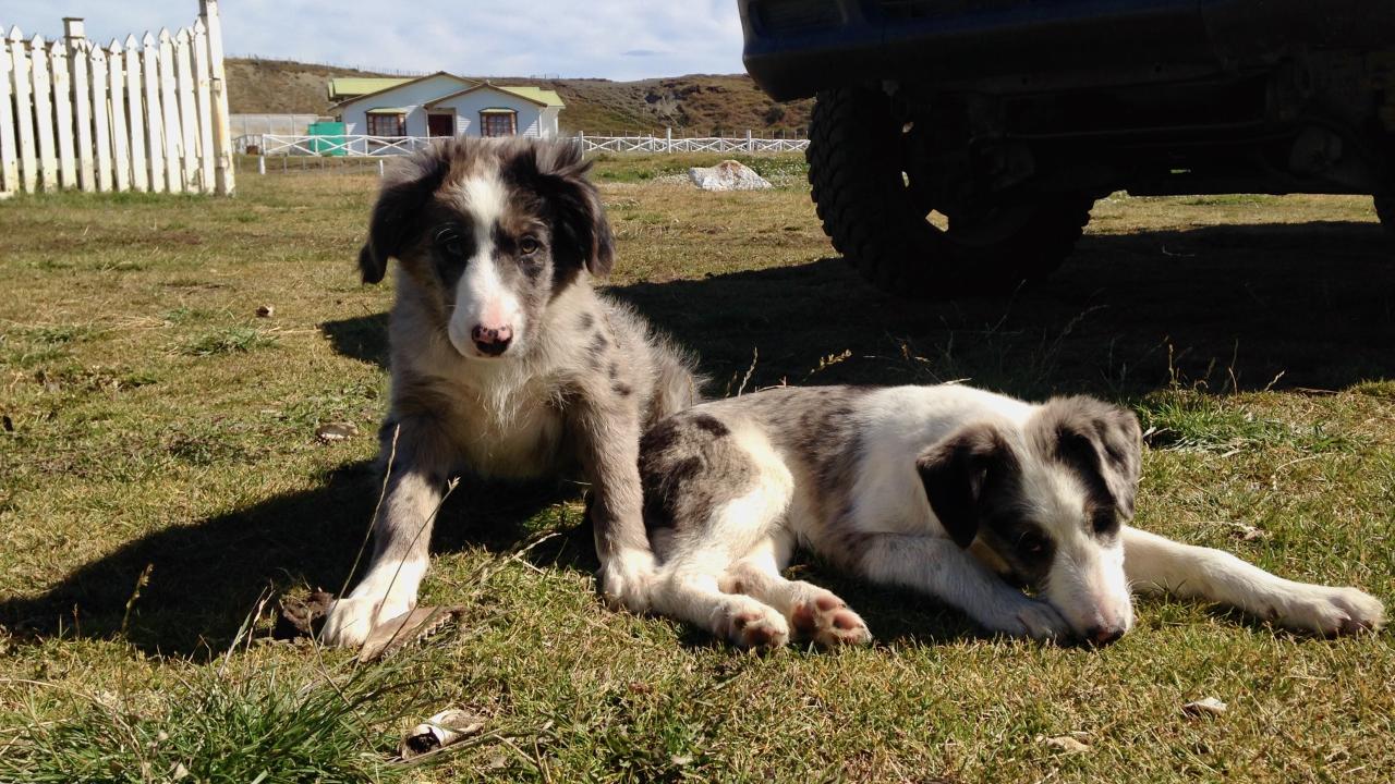 dogs. lay beside car at ranch in Chile