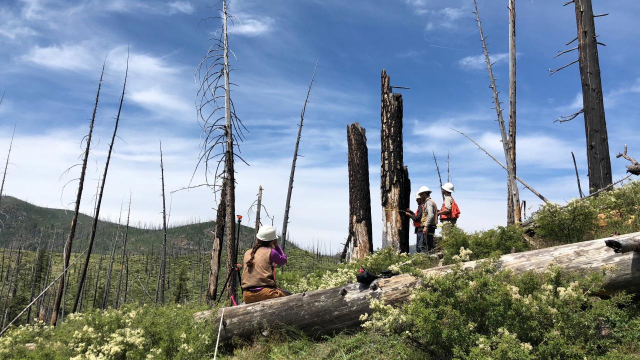 Forest researchers in orange jackets and white helmets wrap string around the remains of a burned tree in a landscape with charred trees and green shrubbery