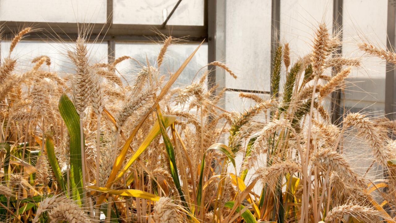 Greenhouse with wheat