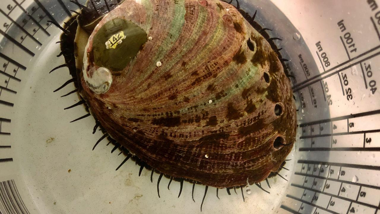 Adult red abalone at marine laboratory