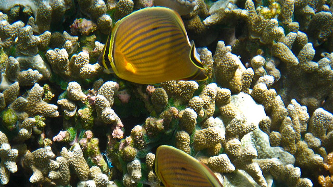 Underwater photo of two yellow butterflyfish with vertical stripes over branching coral