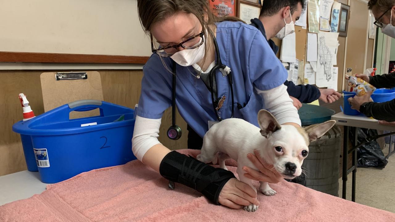 Izzy Hack. a veterinary student dressed in scrubs, examines a chihuahua pug mix puppy.