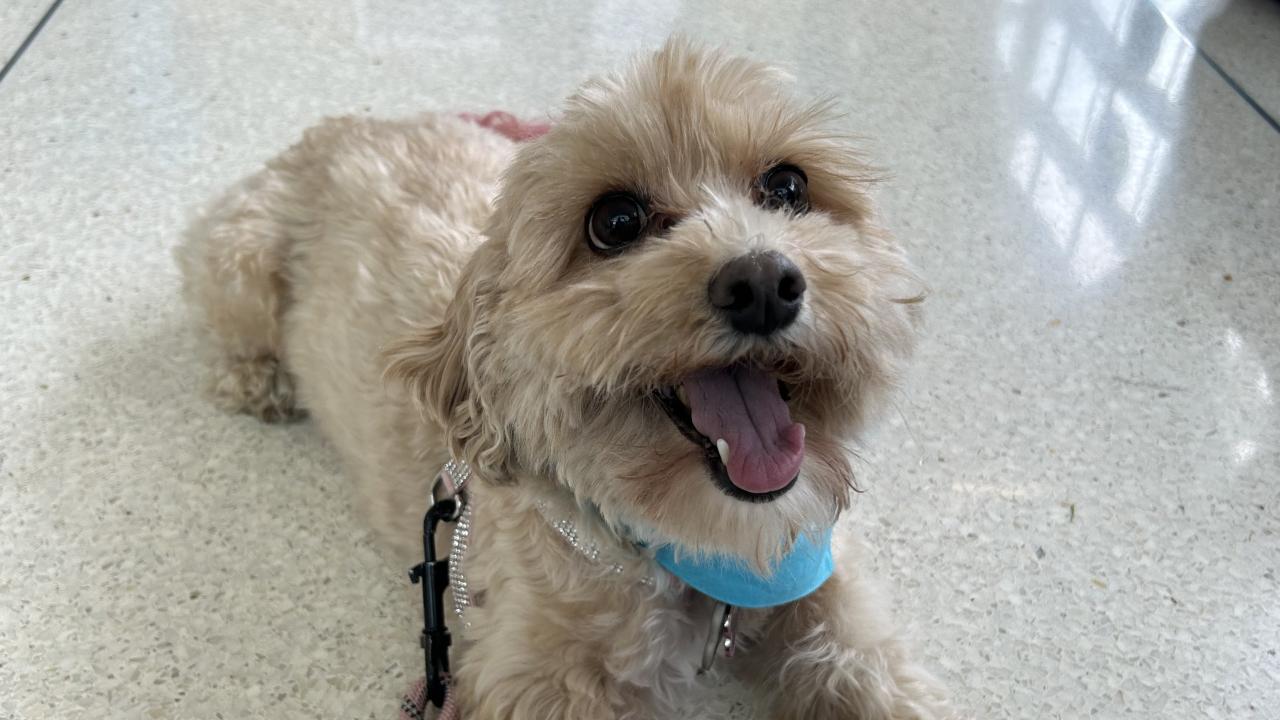 Happy small tan dog wearing a blue bandana, tongue out on sunlit speckled floor. Luna participated in a neurology clinical trial at UC Davis investigating fluorescence-guided surgery to remove canine brain tumors. UC Davis has launched a new Translational Brain Tumor Center. (Aimee Austin)