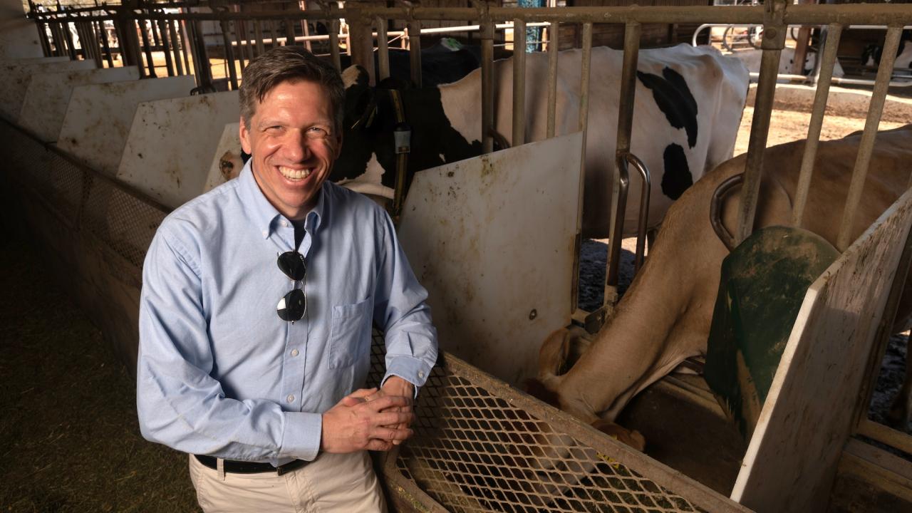Matthias Hess, with the UC Davis Department of Animal Science, is shown here in the UC Davis dairy in front of a line of dairy cows in their feeding stalls..  He and researchers at UC Berkeley have identified which microbes in a cow's gut could help reduce methane. It brings them a step closer to engineering gut microbes to create more climate-friendly cows. (Gregory Urquiaga / UC Davis)